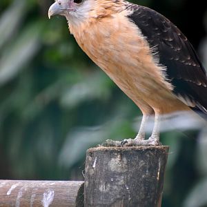 Yellow-headed Caracara - Le Domaine des Fauves