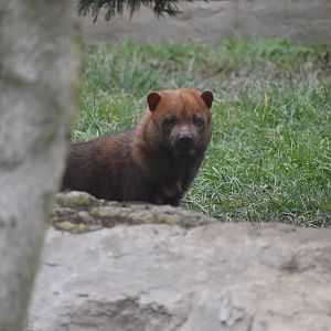 Bush Dog - Le Domaine des Fauves