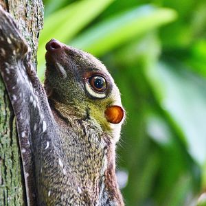 Wild Sunda Colugo (Galeopterus variegatus)