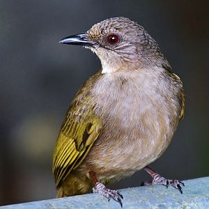Wild Olive-winged Bulbul (Pycnonotus plumosus)