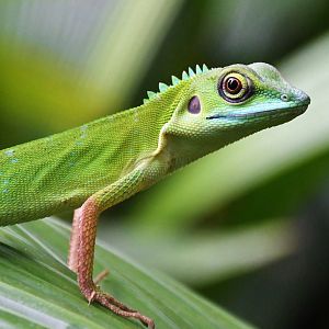 Wild Green Crested Lizard (Bronchocela cristatella)