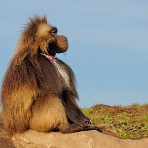 "Harry" male Gelada