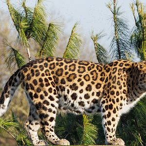 Amur Leopard