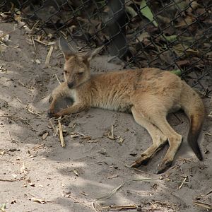 Buckeye the Grey Kangaroo joey (Macropus fuliginosus)