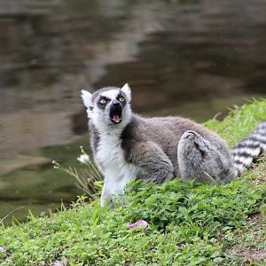 Ring-Tailed Lemur (Lemur catta)