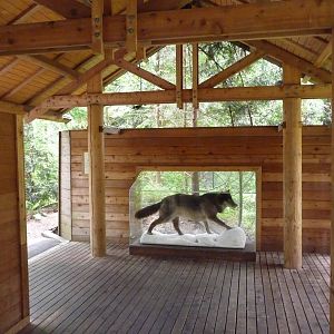 Wolf Exhibit - Viewing Shelter