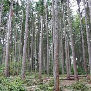 Wolf Exhibit - 3 Wolves