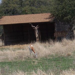 Addra Gazelle and Greater Kudu