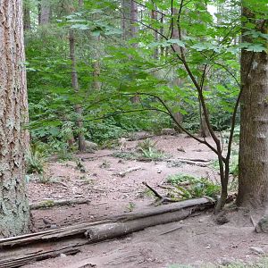 Coyote Exhibit - 2 Coyotes in Photo
