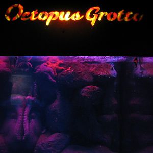 Under the Bay - Octopus Grotto - Giant Pacific Octopus