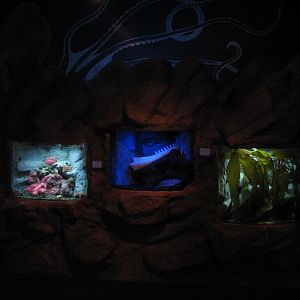Under the Bay - Octopus Grotto - Exhibits