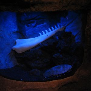 Under the Bay - Octopus Grotto - Giant Isopod Exhibit