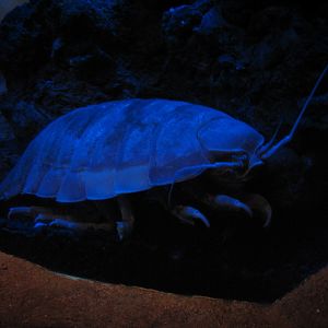Under the Bay - Octopus Grotto - Giant Isopod