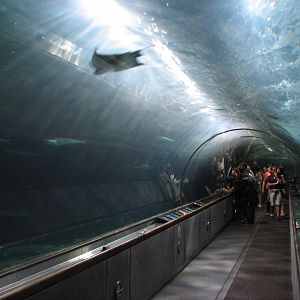 Under the Bay - Deeper-water Habitat