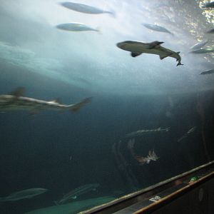 Under the Bay - Deeper-water Habitat