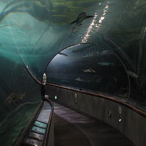 Under the Bay - Deeper-water Habitat