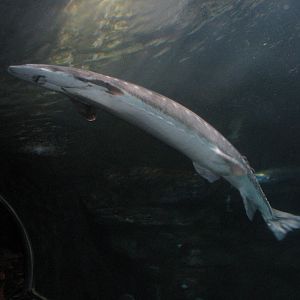 Under the Bay - Deeper-water Habitat - White Sturgeon