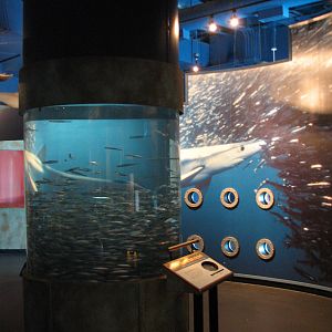 Discover the Bay - Anchovy Exhibit