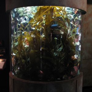 Discover the Bay - Kelp Exhibit