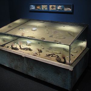 Discover the Bay - Sandy Bottom Exhibit