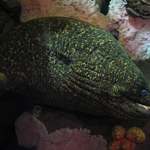Discover the Bay - Moray Eel