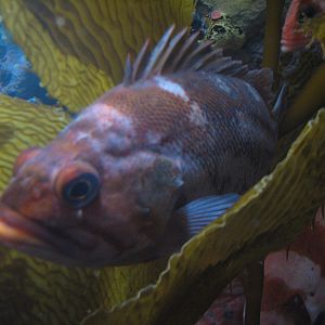 Discover the Bay - Fish