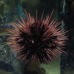 Discover the Bay - Urchin