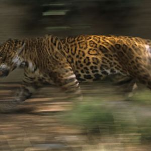 jaguar, August 2, 2009