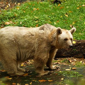 Syrian brown bear