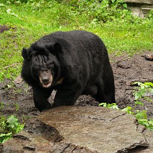Asian black bear