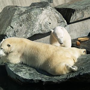 Polar bear
