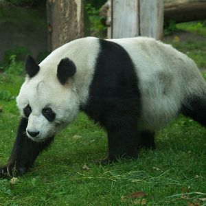 Giant panda