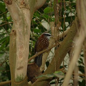 Streak-breasted Scimitar Babbler - Berlin Zoo Bird House March 2009