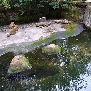 Beaver Exhibit