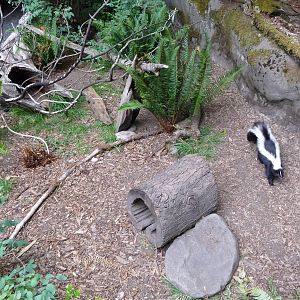 Skunk Exhibit
