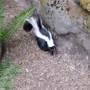 Skunk