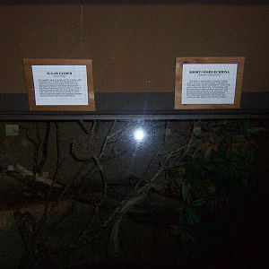 Sugar Glider and Echidna