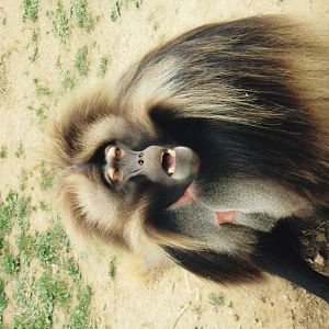 Junior the gelada baboon
