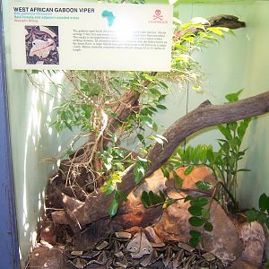 West African Gaboon Viper