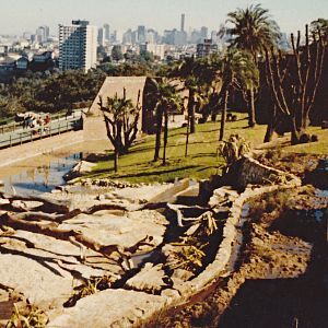 Chimpanzee Park - 1980