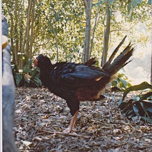 Razor-billed Curassow