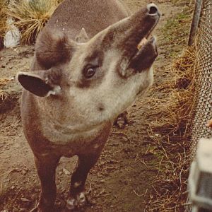 Brazilian Tapir