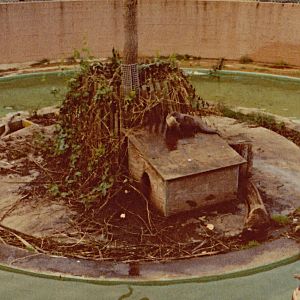 Otter enclosure - 1981