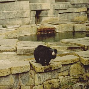 Sloth Bear exhibit - 1981