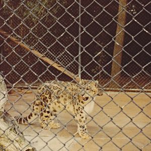 Snow Leopard in cage - 1981