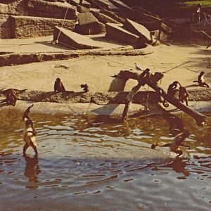 Spider Monkeys on their island - 1981