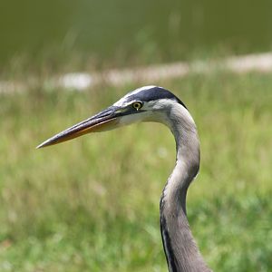 Blue Heron