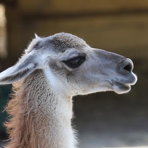 Annoyed Llama
