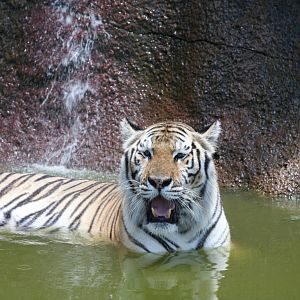 A "cool cat" indeed!