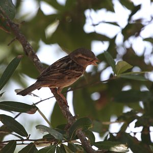Even got a sparrow to hold still...